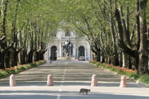 İstanbul Üniversitesi